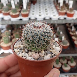 Notocactus erythracanthus  Schl. 165 Dep. Tacuarembó, Uruguay