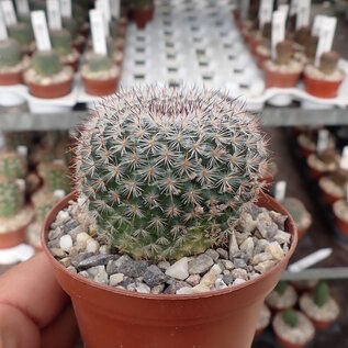 Notocactus erythracanthus  Schl. 165 Dep. Tacuarembó, Uruguay