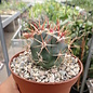 Ferocactus gracilis v. coloratus