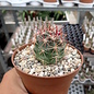 Ferocactus viridescens   Santa Fee, CA, USA