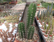 Clistanthocereus