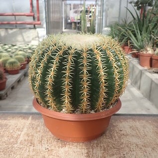 Echinocactus grusonii cv. Crassibrevispinus