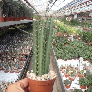 Peniocereus cuixmalensis  L 767 Cuixmala, Jal., auf Vulkanfelsen