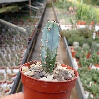 Myrtillocactus geometrizans