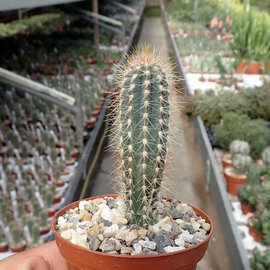 Pilosocereus odilensis n.n.