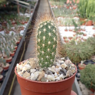 Pilosocereus gounellei ssp. zehntneri