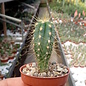 Pilosocereus azureus