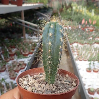 Pilosocereus azureus