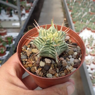 Euphorbia meloformis cv. variegata