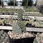 Opuntia basilaris v. brachyclada      (dw)