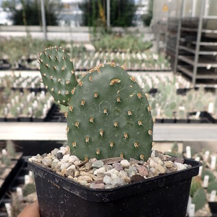 Opuntia basilaris v. aurea      (dw)