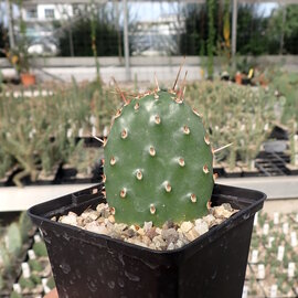 Opuntia phaeacantha v. camanchica      (dw)