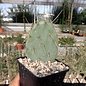 Opuntia chisoensis       (dw)