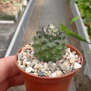 Copiapoa humilis  NL 99