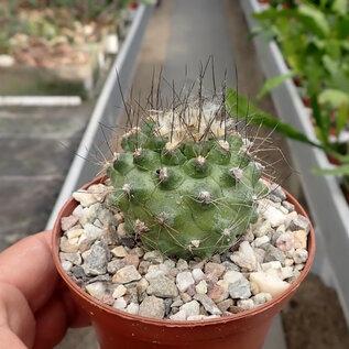 Copiapoa humilis