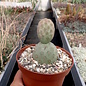 Tephrocactus geometricus