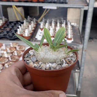 Pachypodium brevicaule