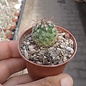 Mammillaria goodridgei