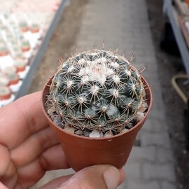 Mammillaria gaumeri