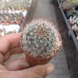 Mammillaria hirsuta   Rep. 1236 Ahualulco, San Luis Potosí, 1900m, Mexico