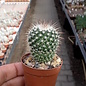 Mammillaria parkinsonii