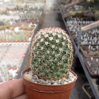 Mammillaria rhodantha ssp. fera-rubra