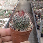 Mammillaria mercadensis