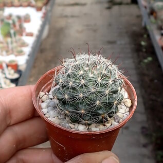 Mammillaria stampferi   El Saltillo, Durango, Mx