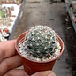 Mammillaria stampferi   El Saltillo, Durango, Mx