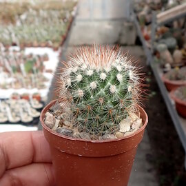 Mammillaria spinosissima