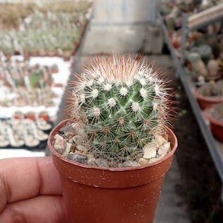 Mammillaria spinosissima