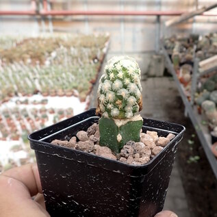 Mammillaria theresae cv. albiflora  Coneto Pass,Durango gepfr.