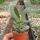 Crassula ovata