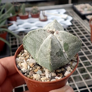 Astrophytum myriostigma cv. quadricostata