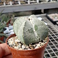 Astrophytum myriostigma cv. quadricostata