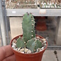 Euphorbia resinifera