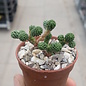 Sedum multiceps