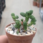 Sedum multiceps