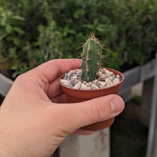 Trichocereus peruvianus  KK 1688 Ancash, San Marcos, 2200M Peru