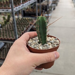 Trichocereus peruvianus  KK 1688 Ancash, San Marcos, 2200M Peru