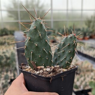 Opuntia rhodantha v. spinosior cv. Richter      (dw)