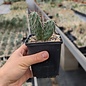 Opuntia rhodantha v. spinosior cv. Richter      (dw)