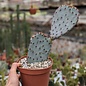 Opuntia azurea