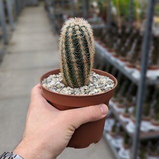 Echinocereus dasyacanthus-hybr.       (dw)