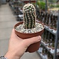 Echinocereus dasyacanthus-hybr.       (dw)