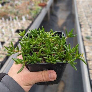 Delosperma cv. Goldy       (dw)