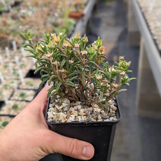 Delosperma bosseranum