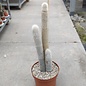 Cleistocactus strausii XL