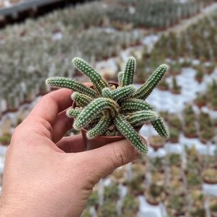 Chamaecereus silvestrii-Hybr. Goa Honey