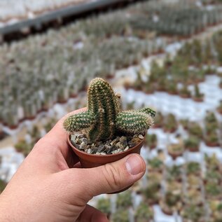 Chamaecereus silvestrii-Hybr. Goa Orange